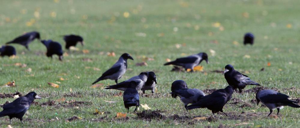 Entweder von Zuhause aus oder in Parks oder Seen können die Berliner helfen, die Entwicklung des Vogelbestands zu dokumentieren.