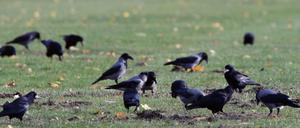 Entweder von Zuhause aus oder in Parks oder Seen können die Berliner helfen, die Entwicklung des Vogelbestands zu dokumentieren.