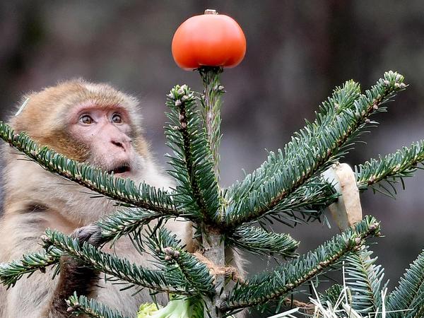 Foto: Britta Pedersen/dpa