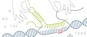 Mit der "Crispr"-Technik, einer Art Genschere, lassen sich an jeder beliebigen Stelle im Erbgut DNS-Stücke einsetzen oder herausschneiden. 