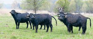 Die Wasserbüffel des Biohofes sie auf einer mehrere Hektar großen Fläche am Plessower See untergebracht. 