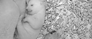 Das noch namenlose Eisbärenbaby hat die Augen geöffnet. Ob es ein Junge oder ein Mädchen ist, steht noch nicht fest.