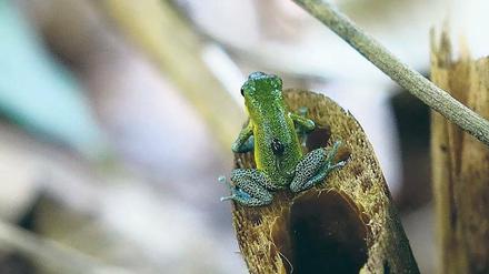 Quappenausflug. Baumsteigerfrösche legen nur wenige Eier, pflegen ihren Nachwuchs dafür aber umso mehr, etwa indem sie die Quappen in geeignete "Pools" zwischen Bromelienblättern transportieren. 