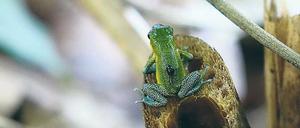 Quappenausflug. Baumsteigerfrösche legen nur wenige Eier, pflegen ihren Nachwuchs dafür aber umso mehr, etwa indem sie die Quappen in geeignete "Pools" zwischen Bromelienblättern transportieren.