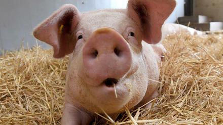 Stroh statt Spaltboden: Die Ställe sollen besser ausgestattet werden, die betäubungslose Ferkelkastration soll für Betriebe, die das Tierwohllabel beantragen, verboten sein. 