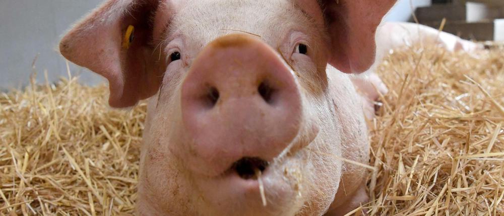 Stroh statt Spaltboden: Die Ställe sollen besser ausgestattet werden, die betäubungslose Ferkelkastration soll für Betriebe, die das Tierwohllabel beantragen, verboten sein.