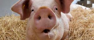 Stroh statt Spaltboden: Die Ställe sollen besser ausgestattet werden, die betäubungslose Ferkelkastration soll für Betriebe, die das Tierwohllabel beantragen, verboten sein. 