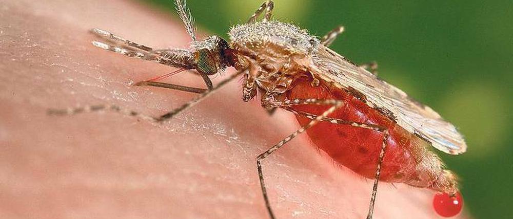Duftfalle. Malaria-Erreger parfümieren das Blut und locken so Mücken an.