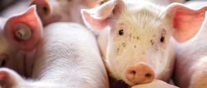 Der wenige Platz, den die Tiere zum Leben haben, verhindert ein artgerechtes Verhalten.