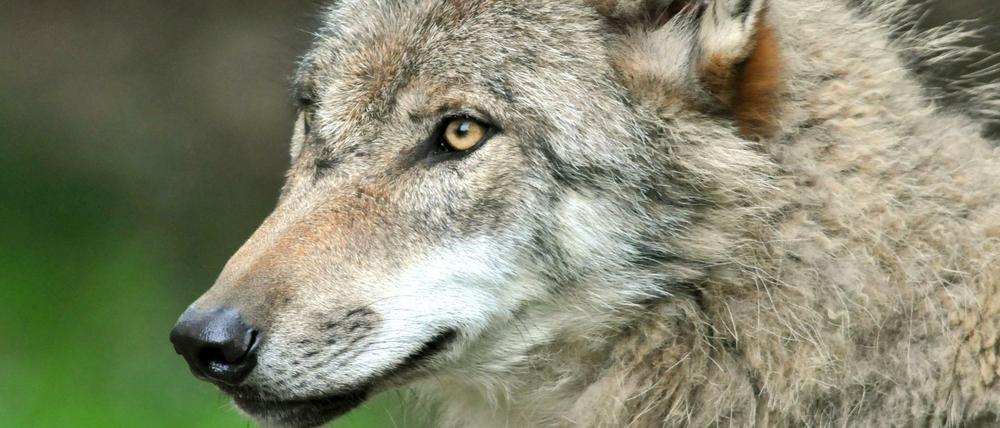 Der Umgang mit dem Wolf spaltet die Gemüter - auch die Ministerinnen sind sich nicht einig.