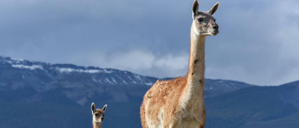 Gipfelfeeling. In Chile oder Ecuador trifft man Guanakos sogar in 5000 Meter Höhe an.