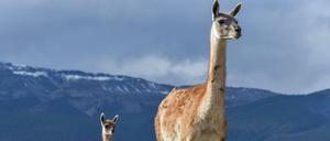 Gipfelfeeling. In Chile oder Ecuador trifft man Guanakos sogar in 5000 Meter Höhe an.