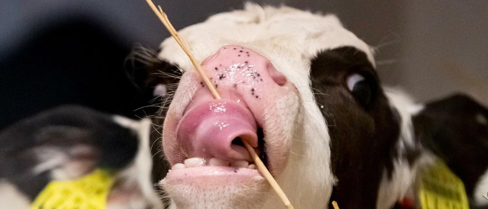 Auch dabei. Neben Lebensmittel werden auch Nutztiere auf der Grünen Woche präsentiert.