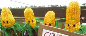 Je vehementer Menschen Gentechnik oder Klimawandelforschung kritisieren, umso mehr meinen diese Leute darüber zu wissen – tatsächlich ist die Diskrepanz zu ihren wirklichen Kenntnissen aber gerade bei ihnen am größten, so eine Studie.