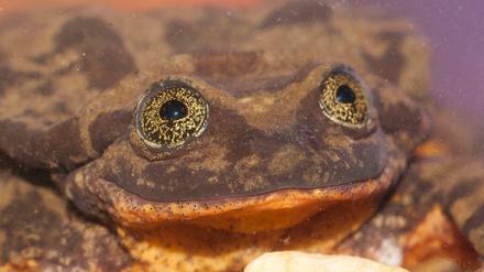 Der Wasserfrosch Romeo lebt in einem Aquarium in einem Naturkundemuseum in Bolivien. 
