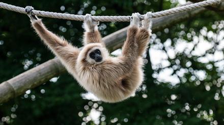 Ein Weißhandgibbon turnt in seinem Gehege im Tierpark herum.