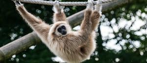 Ein Weißhandgibbon turnt in seinem Gehege im Tierpark herum.