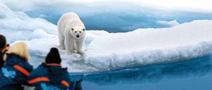Auge in Auge mit dem Eisbär, dem der Mensch mit seinem Verhalten die Lebensgrundlagen entzieht.