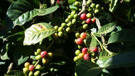 Weltweit liefern die beiden Arten Arabica und Robusta nahezu die gesamte Ernte der begehrten Bohnen.
