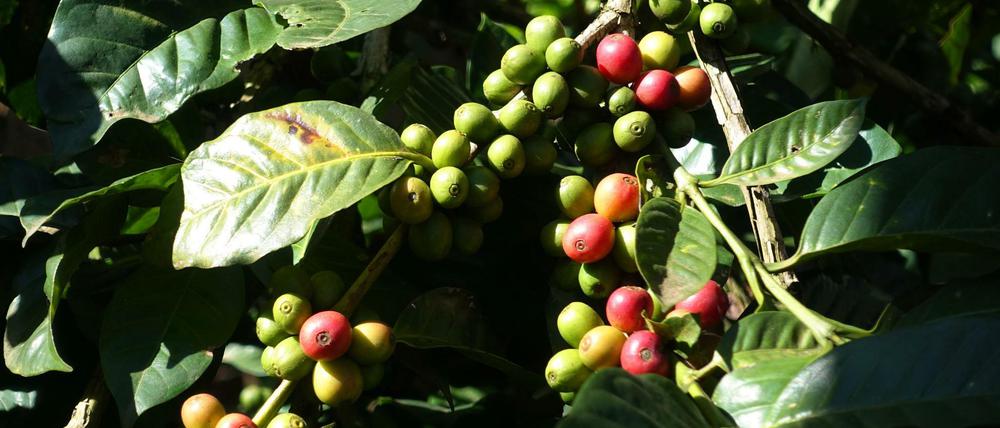Weltweit liefern die beiden Arten Arabica und Robusta nahezu die gesamte Ernte der begehrten Bohnen.