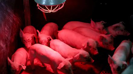 Diese Ferkel leben in einem Hof in Mecklenburg-Vorpommern, der sich für mehr Tierwohl einsetzt.