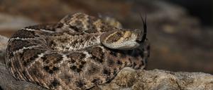 Ganz schön bissig. Rattlesnakes sind für die höchste Zahl der Schlangenbissopfer in den südlichen USA verantwortlich.