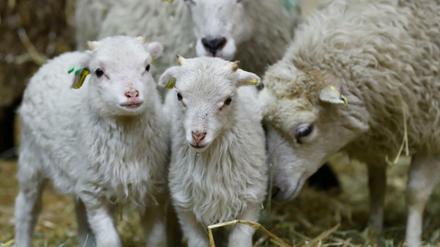 Mäh ihr Schafe... Schäfchen beim Eröffnungstag der Grünen Woche am 18. Januar in Berlin.
