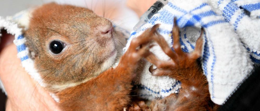 Rund 40 Tiere werden in der Eichhörnchen-Hilfe Berlin/Brandenburg hochgepäppelt.
