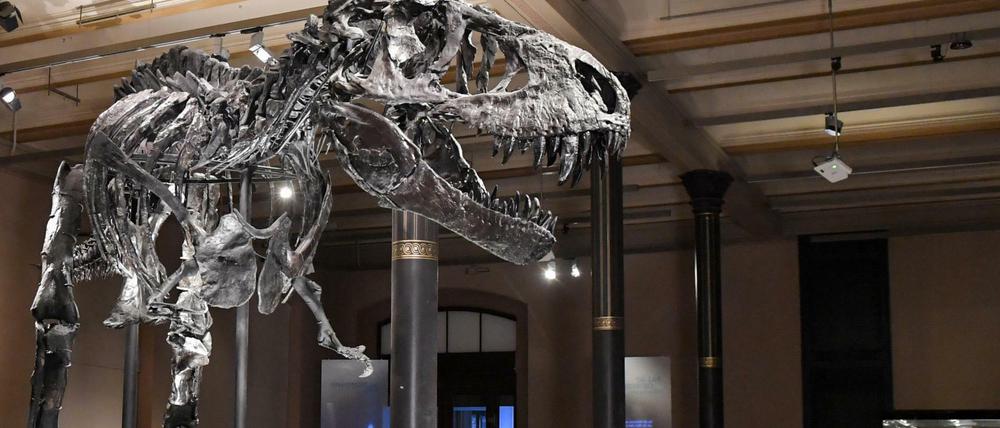Das Skelett des Tristan genannten Tyrannosaurus rex im Museum für Naturkunde. 