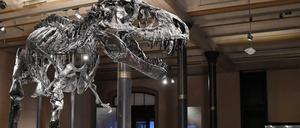 Das Skelett des Tristan genannten Tyrannosaurus rex im Museum für Naturkunde.