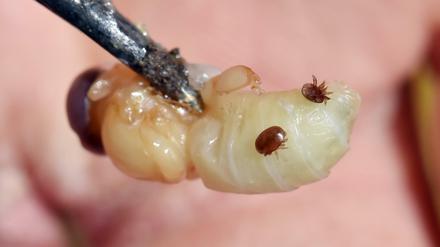 Fettreiche Ernährung. Varroa-Milben fressen anders als bislang angenommen.