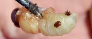 Fettreiche Ernährung. Varroa-Milben fressen anders als bislang angenommen.