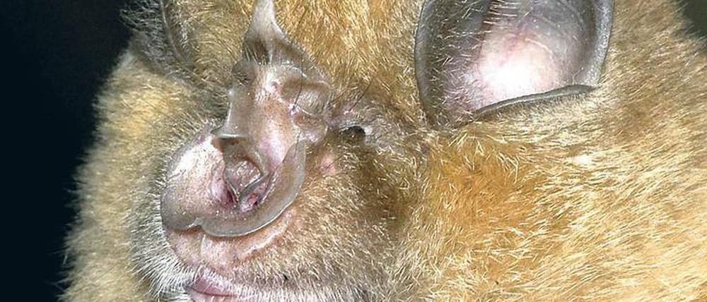 Nasenspitzenwert. Nur elf Große Hufeisennasen gab es Ende der 1980er jahre noch im oberpfälzischen Hohenburg. Inzwischen sind es wieder über 200 Tiere.