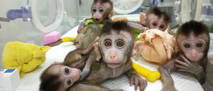 Fünf geklonte Affen sind in Shanghai zur Welt gekommen.