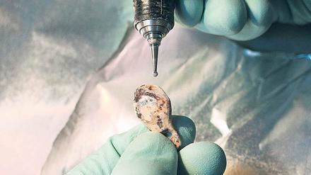 Ein Fundstück aus der sibirischen Denisova-Höhle wird untersucht.