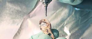 Ein Fundstück aus der sibirischen Denisova-Höhle wird untersucht.