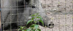 Schon im März 2018 meldete Dänemark an, deutsche Wildschweine mit einem Zaun vom Grenzübergang abhalten zu wollen. Heute Vormittag wurde mit dem Bau begonnen. 