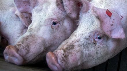 Beengte Verhältnisse: In Intensivanlagen haben die Schweine keinen Platz. 