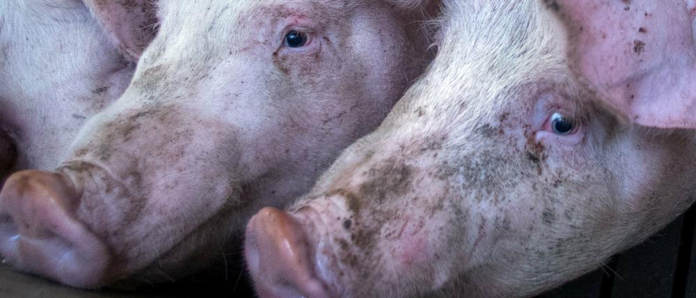 Beengte Verhältnisse: In Intensivanlagen haben die Schweine keinen Platz.