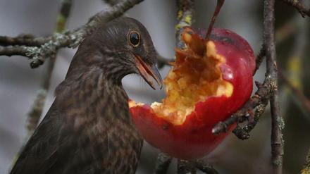 Äpfel sind bei Amseln beliebte Energiespender im Winter. Gerade diesen Vögeln machten im vergangenen Jahr eine Virusepidemie und der trockene Sommer zu schaffen.