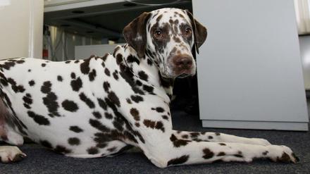 Bürohund bei der Arbeit.