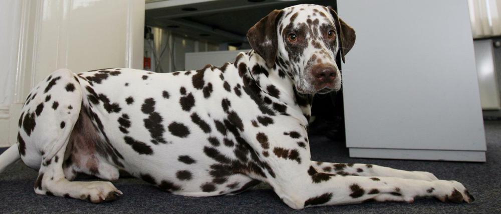 Bürohund bei der Arbeit.
