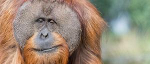 Dicke Backenwülste zeichnen den 18-jährigen Vendel aus.