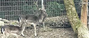 Der Damhirsch im Tempelhofer Franckepark und ein weibliches Tier.