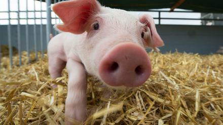 Streu im Stall, Platz und mehr Zeit bei der Mutter: Ferkel sollen es künftig besser haben - zumindest, wenn der Bauer das staatliche Tierwohllabel will.