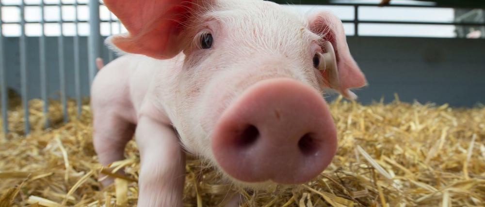 Streu im Stall, Platz und mehr Zeit bei der Mutter: Ferkel sollen es künftig besser haben - zumindest, wenn der Bauer das staatliche Tierwohllabel will.