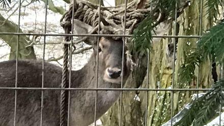 Im Geweih des Dammhirschs in Tempelhof hatte sich ein Strick verfangen - inzwischen konnte er davon befreit werden.