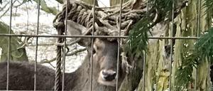 Im Geweih des Dammhirschs in Tempelhof hatte sich ein Strick verfangen - inzwischen konnte er davon befreit werden.