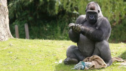 Sango ist der neue Gorilla im Berliner Zoo. 