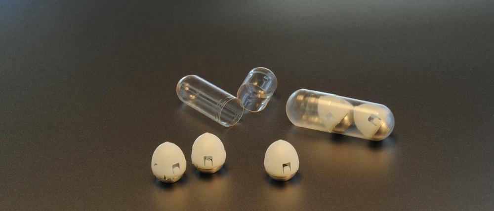 Die heidelbeergroßen Kapseln tragen im Innern eine Nadel aus Insulin.